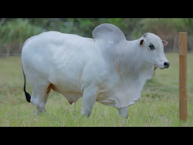 Touro Nelore SABZ - 108