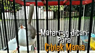 ciblek sawah lagu super mewah atau materi yang dicari para ciblek mania