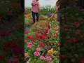 Download Lagu portulaca flower pollination atfarm #shorts  #nature #gardening  #gardenflower #portulacaflower
