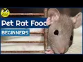Pet Rat Food - What do Rats eat Guide for Beginners