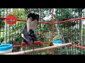 Download Lagu Suara khas SIULAN burung KACER dada hitam gacor paling JITU untuk PANCINGAN