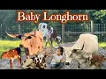 Download Lagu Baby Longhorns ONLY! Who’s Who in this years babies?