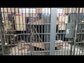 Burke County inmate accused of throwing waste on guards