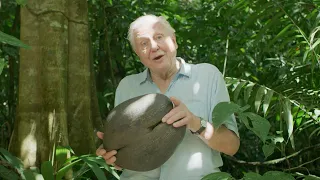 Sir David Attenborough Gives a Lesson on Seeds The Green Planet BBC Earth