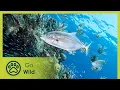 Download Lagu Lionfish – New Pirates of Caribbean | Go Wild