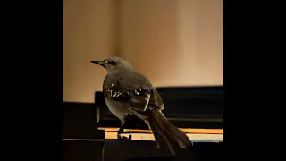 eminem mockingbird chorus loop without gap pause 