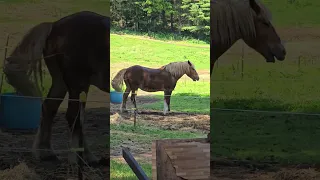 Clancy Getting A Good Roll In After Being Hosed Off On A HOT Sunday 