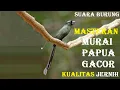Masteran murai papua gacor