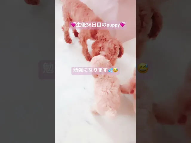 動画