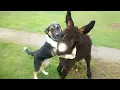 Download Lagu Comedian Animals Never Fail To Make Us Laugh 😂 SUPER Funny ANIMALS Video 2025