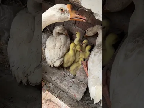 Geese family Accepted New babies