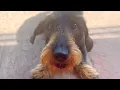 Lagu Operation George: Dachshund Teddy Saves His Friend! 😂