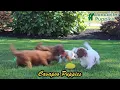 Lively Cavapoo Puppies
