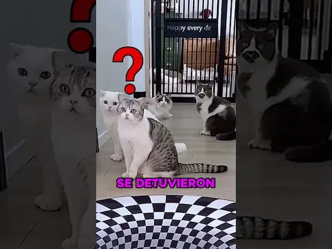 los gatos solo se arriesgan a caerse por un agujero por comida 🐈 #shorts