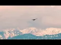 Birds of Prey (Mixed) - Ambedo & Roger Shah