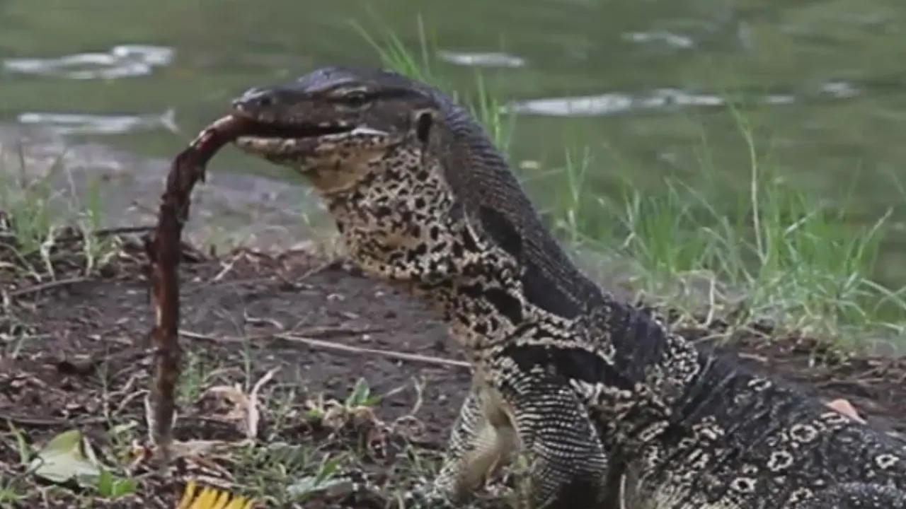 Big Water Monitor Lizard Eating an Eel in Lumpini Park, Bangkok Thailand. Asian Water Monitor vs Eel