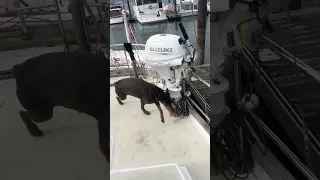Where are the seals going !?!? #fyp #sailing #dream #doberman #pets