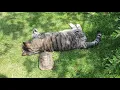Funny Tortoise headbutting cat Super cute