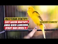 Download Lagu #246 Masteran Suara Burung Kenari Gacor Panjang cuit cuit Ngerol untuk Pancingan Kenari! S2