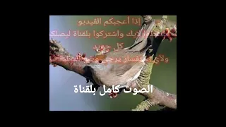 صوت سقلين 2022 صوت عصفور التين 2022 صوت عصفور التوت 2022 صوت عصفور البطن صوت ابو طربوش2022 صوت قحاف  صوت سقلين 2022 صوت عصفور التين 2022 صوت عصفور التوت 2022 صوت عصفور البطن صوت ابو طربوش2022 صوت قحاف