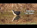 Waterhen Sounds