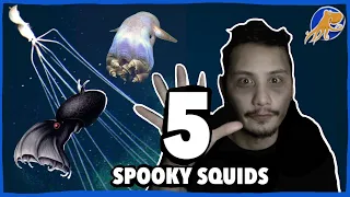5 squids that wont let you sleep tonight krakenology 3
