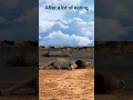 Download Lagu after a lot of eating lions roaring #animals #shorts #wildlife #lion