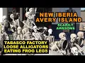 LOUISIANA New Iberia Avery Island - Tabasco Factory Tour Loose Alligators Eating Frog Legs