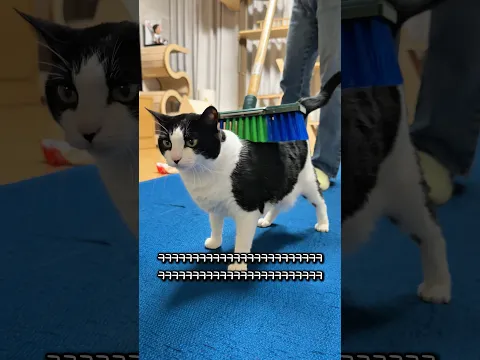 고자극 중독 고양이