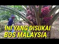 Download Lagu ini cara panen sawit yang di sukai bos malaysia jenis sawit paling unggul yangambi rezeki nomplok