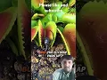 Flytrap catches spider without knowing title description tage 12 June 2025