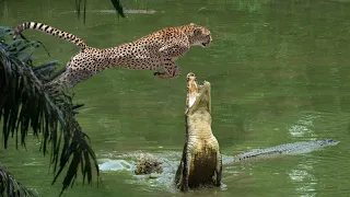 Crocodile is King Swamp! Cheetah Don't Escape From Crocodile Attack In River - Leopard vs Wildebeest