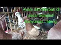Lagu Ayam dan Merpati di pasar Sumpiuh Banyumas Jawa Tengah 21 Januari 2026
