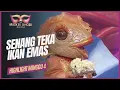 HIGHLIGHTS MINGGU 4 | Ikan Emas Semua Juri Teka Betul (THE MASKED SINGER MALAYSIA 4)