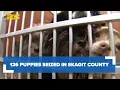 126 puppies siezed in Skagit County