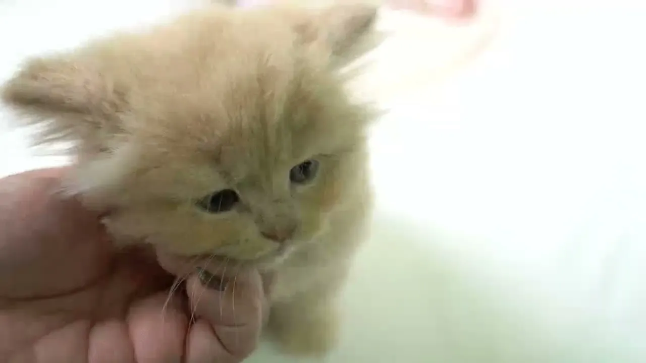 動画