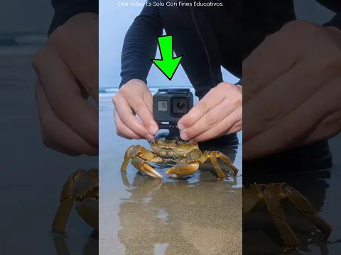 Lo Que Grabó El Cangrejo 😱🦀 #shorts