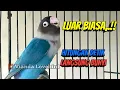 Download Lagu LUAR BIASA, Hitungan Detik Lovebird Macet BISU Terpancing BUNYI, Suara LB Fighter Ngekek Panjang