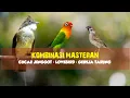 Lagu Kombinasi Masteran | Cucak Jenggot - Lovebird - Gereja Tarung 