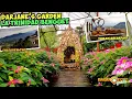 Darjane's Garden in La Trinidad Benguet | Darjane's Garden (Glow in the Dark Poinsettias)