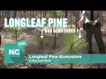 Longleaf Pine Ecosystem at Weymouth Woods Sandhills Nature Preserve