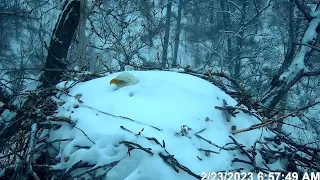 Eagle Cam Timelapse of Snow Cover