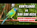 Lagu MASTERAN BURUNG JUARA!! CUCAK KINOI GACOR FULL ISIAN BESETAN KUNTI DAN TEMBAKAN SIRI SIRI KECIL