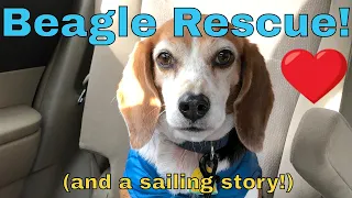 Two Dogs On A Sailboat?!? A Beagle Rescue Story