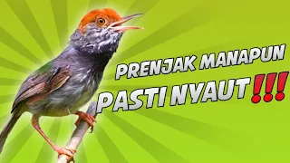 Download Pancingan prenjak gacor AMPUH!!! Prenjak manapun pasti NYAUT.. MP3