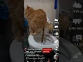 Download Lagu kucing berak di toilet dan bantu channelnya di subscribe guys bentar lagi sudah 1000 tolong