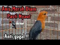 Lagu PUTAR SASAAT SAJA BIKIN ANIS MERAH LANGSUNG GACOR | HW ANIS MERAH