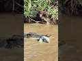 BUAYA VS ULAR PITON #animals #shorts #crocodile