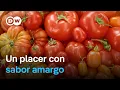 Download Lagu ¿Son sostenibles los tomates? | DW Documental
