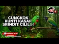 Download Lagu 🔴 Cucak Cungkok Gacor vs Srindit Gacor Cililin Materi Kunti Greja Kasaran Sambung Cililin Tajam